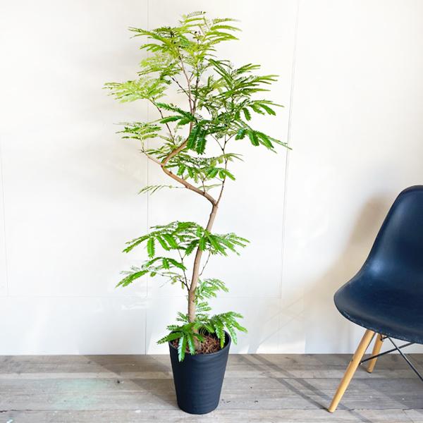 エバーフレッシュ ブラックセラアート鉢植え 観葉植物 送料無料 大型 ネムノキ ねむの木 即日出荷 |  | 02