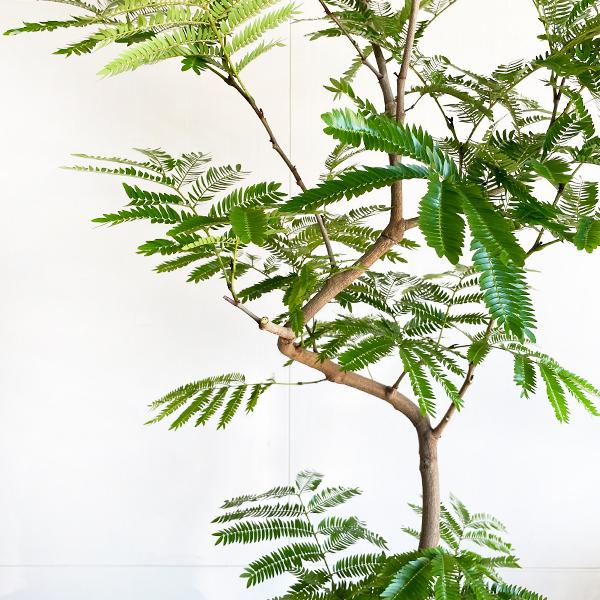 エバーフレッシュ ブラックセラアート鉢植え 観葉植物 送料無料 大型 ネムノキ ねむの木 即日出荷 |  | 04