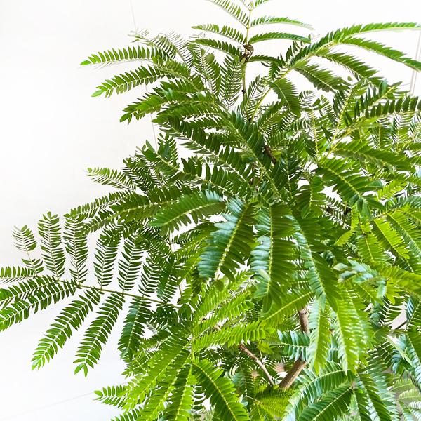 エバーフレッシュ ブラックセラアート鉢植え 観葉植物 送料無料 大型 ネムノキ ねむの木 即日出荷 |  | 05