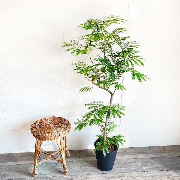 エバーフレッシュ ブラックセラアート鉢植え 観葉植物 送料無料 大型 ネムノキ ねむの木 即日出荷 |  | 06