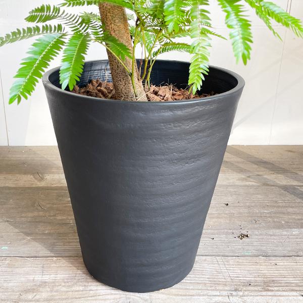 エバーフレッシュ ブラックセラアート鉢植え 観葉植物 送料無料 大型 ネムノキ ねむの木 即日出荷 |  | 07