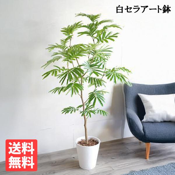エバーフレッシュ ホワイトセラアート鉢植え 観葉植物 送料無料 大型