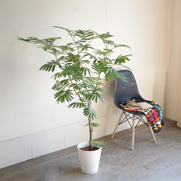 エバーフレッシュ ホワイトセラアート鉢植え 観葉植物 送料無料 大型
