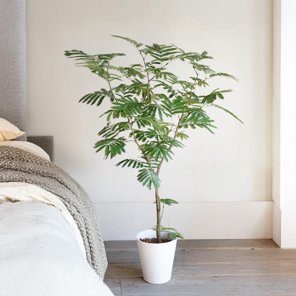 エバーフレッシュ ホワイトセラアート鉢植え 観葉植物 送料無料 大型