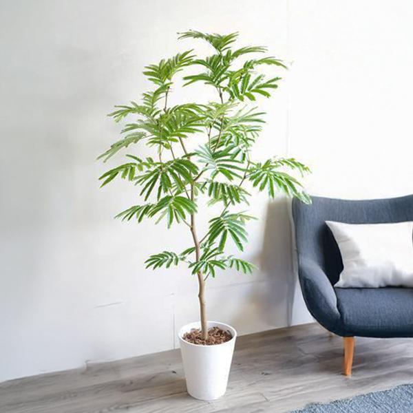 エバーフレッシュ ホワイトセラアート鉢植え 観葉植物 送料無料 大型