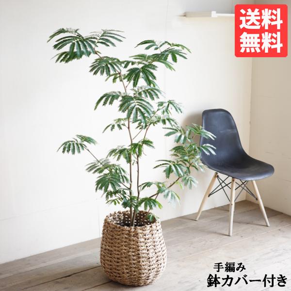 エバーフレッシュ 手編み鉢カバー付き 観葉植物 送料無料 大型 ネムノキ ねむの木 即日出荷 | 