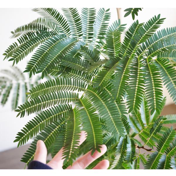 エバーフレッシュ 手編み鉢カバー付き 観葉植物 送料無料 大型 ネムノキ ねむの木 即日出荷 |  | 01