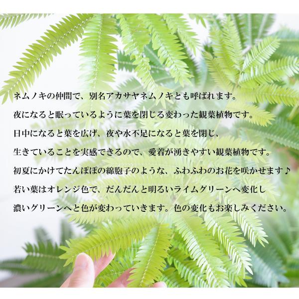 エバーフレッシュ 手編み鉢カバー付き 観葉植物 送料無料 大型 ネムノキ ねむの木 即日出荷 |  | 04