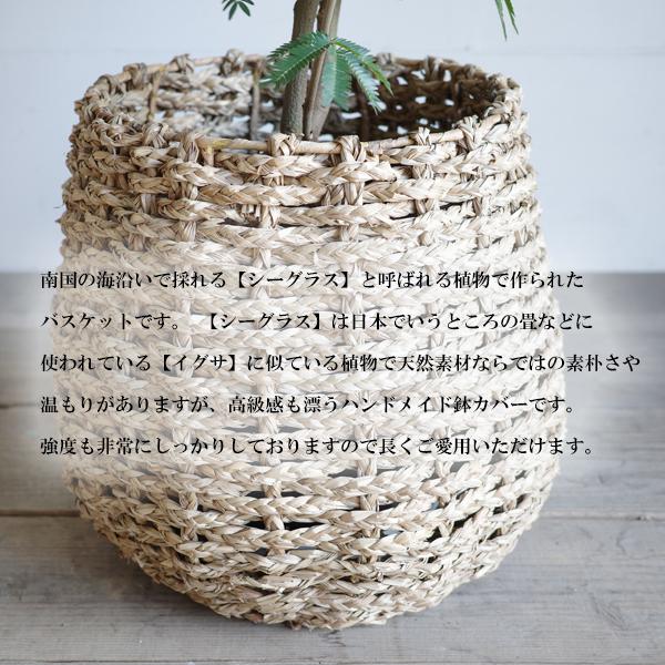 エバーフレッシュ 手編み鉢カバー付き 観葉植物 送料無料 大型 ネムノキ ねむの木 即日出荷 |  | 07