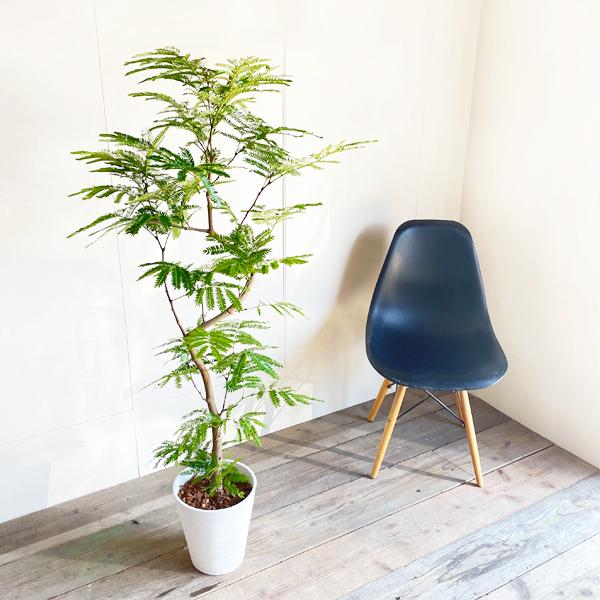 エバーフレッシュ ホワイトセラアート鉢植え 観葉植物 送料無料