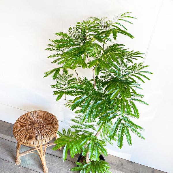 観葉植物 エバーフレッシュ ねむの木 ネムノキ 曲がり　８号白セラアート鉢 観葉植物 エバーフレッシュ ねむの木 ネムノキ 曲がり8号白
