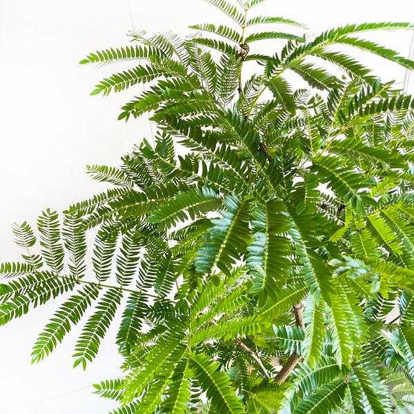 観葉植物 エバーフレッシュ ねむの木 ネムノキ 曲がり　８号白セラアート鉢 観葉植物 エバーフレッシュ ねむの木 ネムノキ 曲がり 8号白
