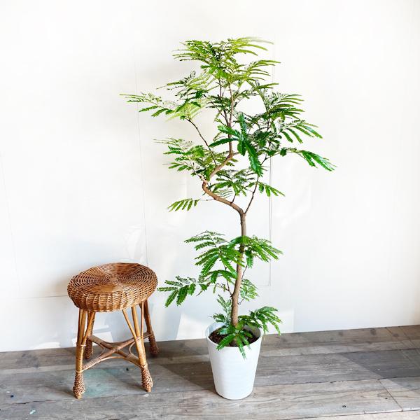 立派♡ 希少♡斑入り♡エバーフレッシュ♡ネムの木♡観葉植物
