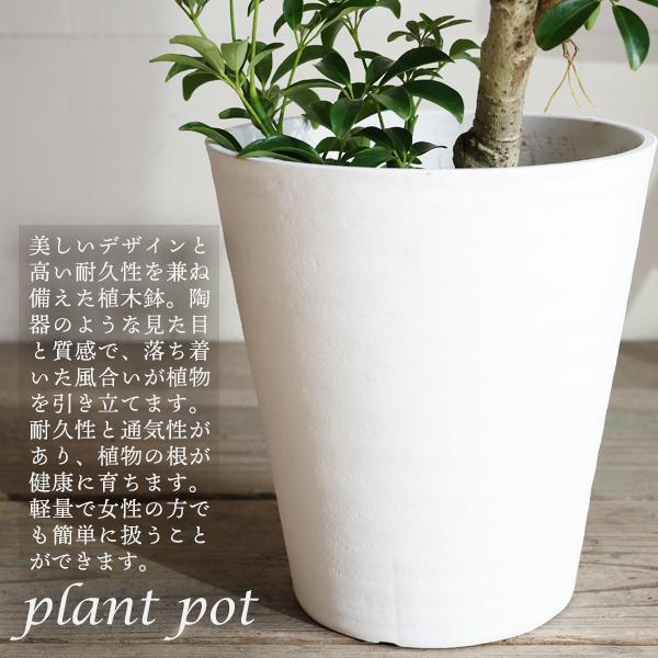 エバーフレッシュ ホワイトセラアート鉢植え 観葉植物 送料無料