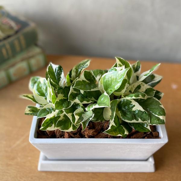 ポトス エンジョイ スクエア鉢植え ボタニープランター ホワイト 観葉植物 卓上 丈夫で簡単 即日出荷 送料無料 |  | 01