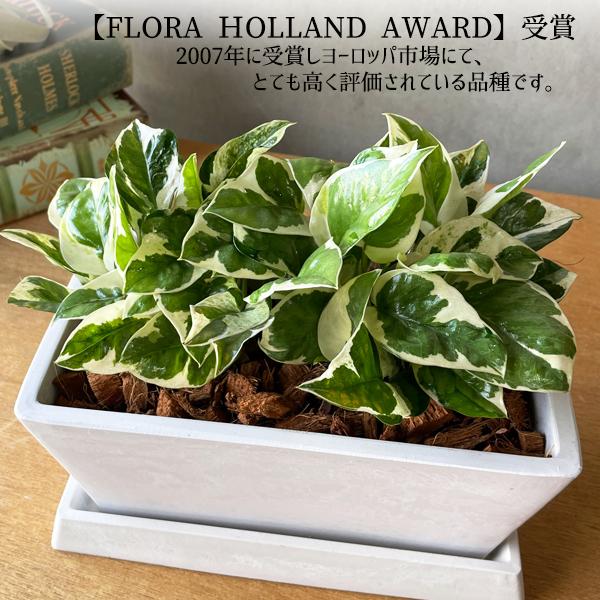 欲しいの ポトス エンジョイ スクエア鉢植え ボタニープランター ホワイト 観葉植物 卓上 丈夫で簡単 即日出荷 送料無料 Wantannas Go Id