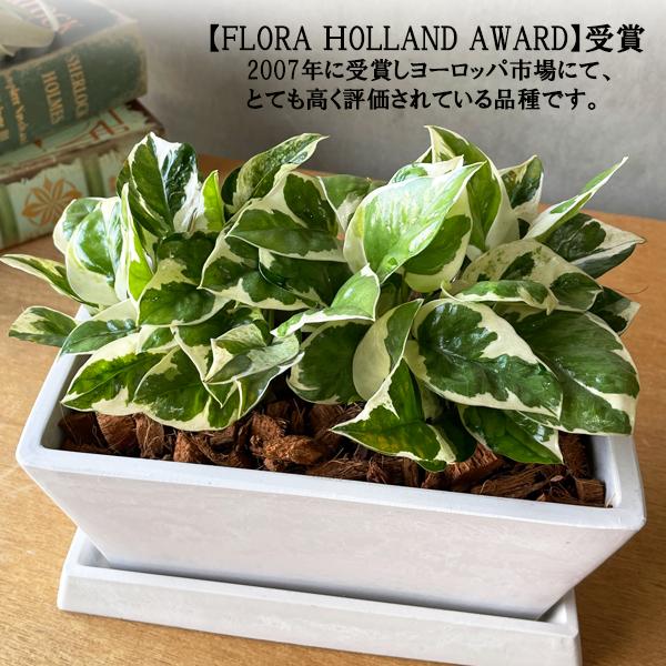 ポトス エンジョイ スクエア鉢植え ボタニープランター ホワイト 観葉植物 卓上 丈夫で簡単 即日出荷 送料無料 |  | 02