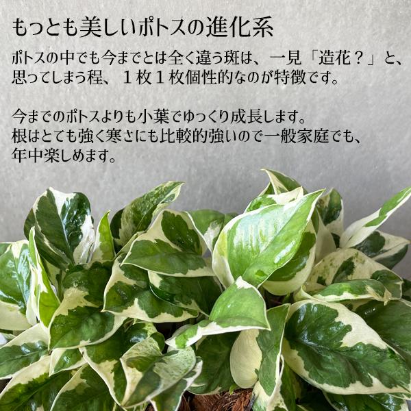 欲しいの ポトス エンジョイ スクエア鉢植え ボタニープランター ホワイト 観葉植物 卓上 丈夫で簡単 即日出荷 送料無料 Wantannas Go Id