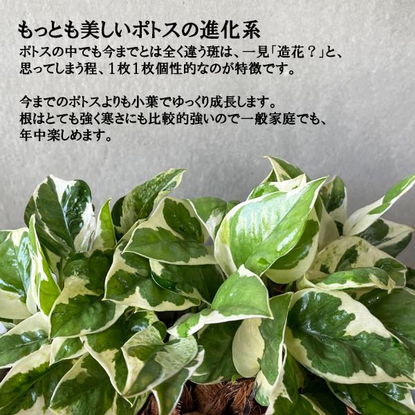 ポトス エンジョイ スクエア鉢植え ボタニープランター ホワイト 観葉植物 卓上 丈夫で簡単 即日出荷 送料無料 |  | 03