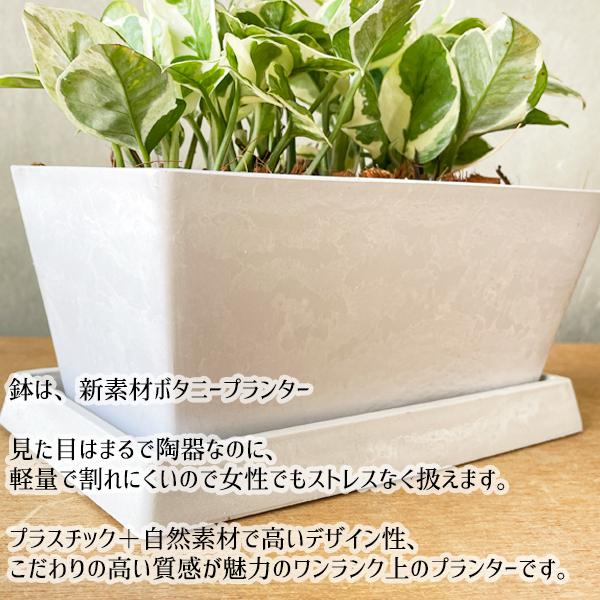 欲しいの ポトス エンジョイ スクエア鉢植え ボタニープランター ホワイト 観葉植物 卓上 丈夫で簡単 即日出荷 送料無料 Wantannas Go Id