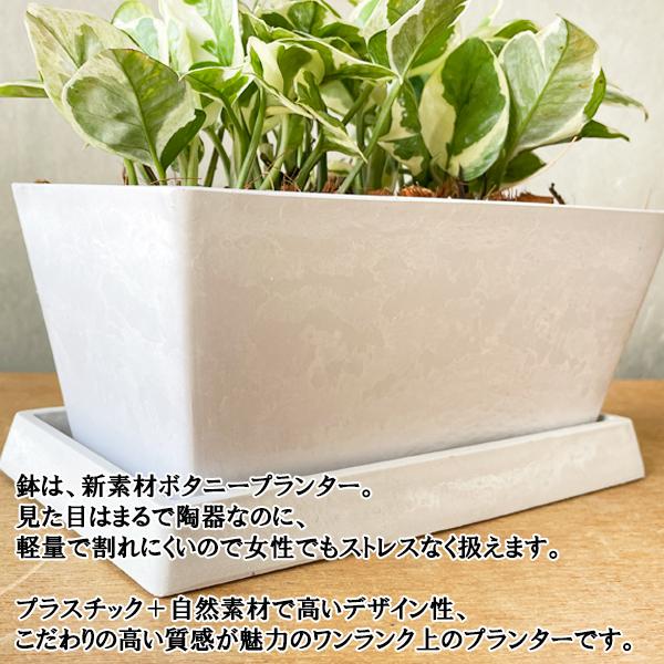 ポトス エンジョイ スクエア鉢植え ボタニープランター ホワイト 観葉植物 卓上 丈夫で簡単 即日出荷 送料無料 |  | 04