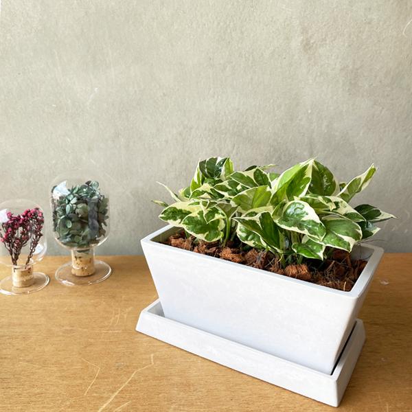 欲しいの ポトス エンジョイ スクエア鉢植え ボタニープランター ホワイト 観葉植物 卓上 丈夫で簡単 即日出荷 送料無料 Wantannas Go Id