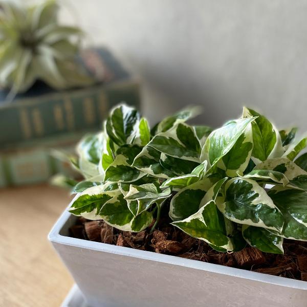 欲しいの ポトス エンジョイ スクエア鉢植え ボタニープランター ホワイト 観葉植物 卓上 丈夫で簡単 即日出荷 送料無料 Wantannas Go Id