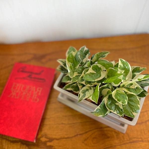 欲しいの ポトス エンジョイ スクエア鉢植え ボタニープランター ホワイト 観葉植物 卓上 丈夫で簡単 即日出荷 送料無料 Wantannas Go Id