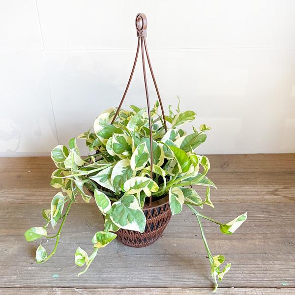 ポトス エンジョイ 吊り鉢 観葉植物 送料無料 珍しい品種 丈夫 吊るす 吊り 即日出荷 Enjoyturi 観葉植物のパーフェクトグリーン 通販 Yahoo ショッピング