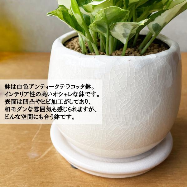 ポトス エンジョイ 白色鉢植え アンティークテラコッタ 観葉植物 ミニ