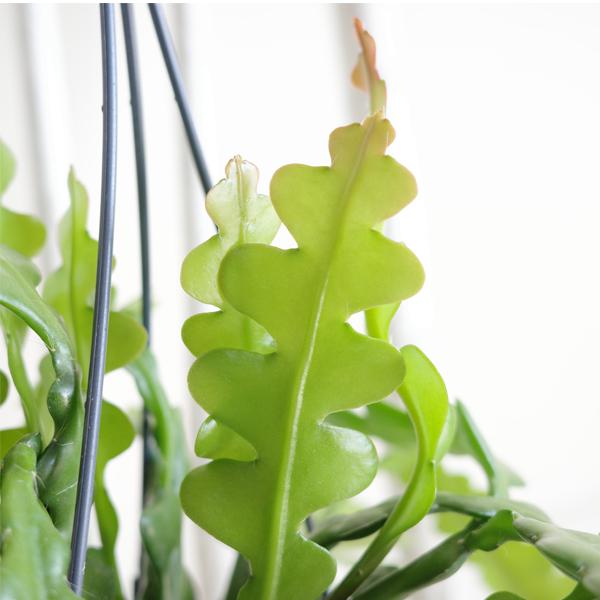 エピフィラム アングリガー フィッシュボーンカクタス 観葉植物 吊り