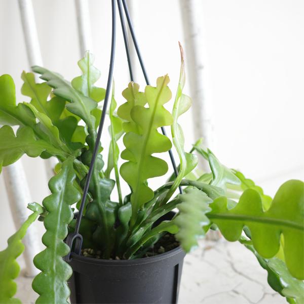 エピフィラム アングリガー フィッシュボーンカクタス 観葉植物 吊り
