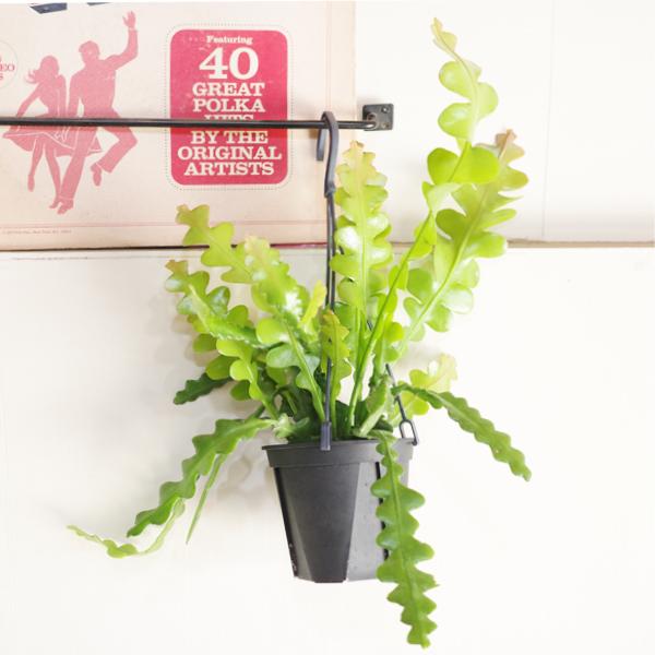 エピフィラム アングリガー フィッシュボーンカクタス 観葉植物 吊り