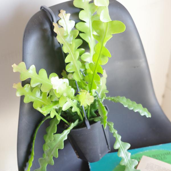 エピフィラム アングリガー フィッシュボーンカクタス 観葉植物 吊り