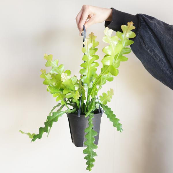 エピフィラム アングリガー フィッシュボーンカクタス 観葉植物 吊り