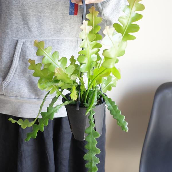 エピフィラム アングリガー フィッシュボーンカクタス 観葉植物 吊り