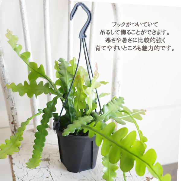 エピフィラム アングリガー フィッシュボーンカクタス 観葉植物 吊り