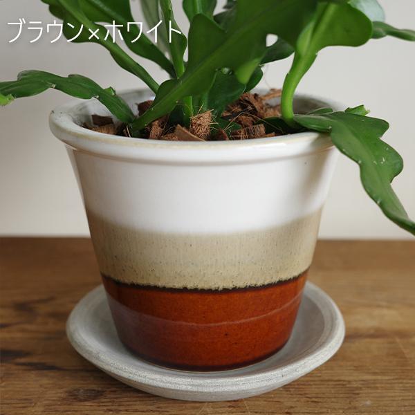 エピフィラム アングリガー フィッシュボーンカクタス 選べる陶器鉢