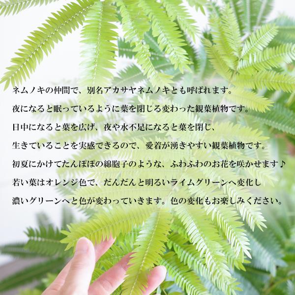 エバーフレッシュ ネムノキ 大型 大鉢 10号 観葉植物 おしゃれ 鉢植え