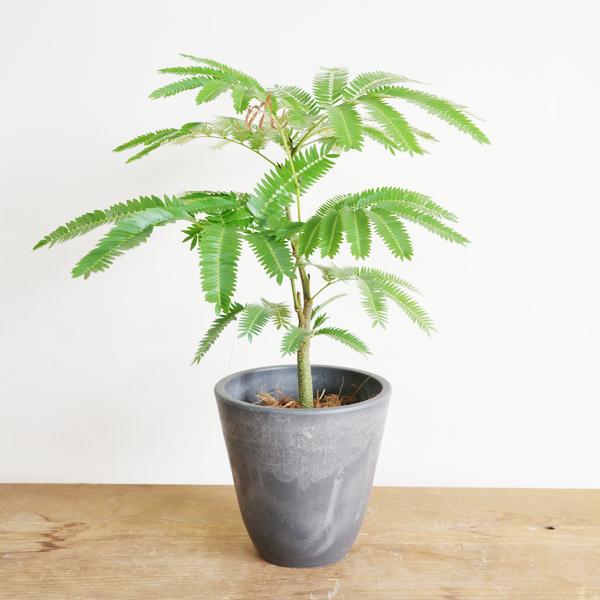 エバーフレッシュ 選べる鉢色 観葉植物 送料無料 小型 ミニ 本物