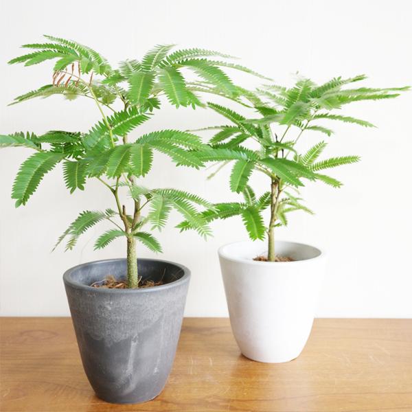 エバーフレッシュ 選べる鉢色 観葉植物 送料無料 小型 ミニ 本物