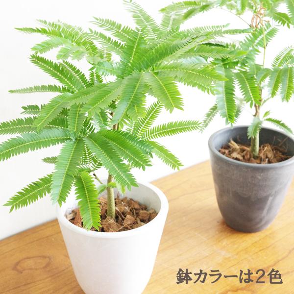エバーフレッシュ 選べる鉢色 観葉植物 送料無料 小型 ミニ 本物
