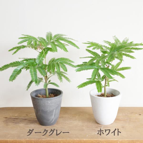 エバーフレッシュ 選べる鉢色 観葉植物 送料無料 小型 ミニ 本物