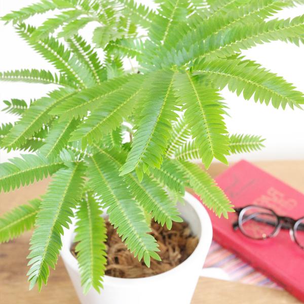 エバーフレッシュ 選べる鉢色 観葉植物 送料無料 小型 ミニ 本物