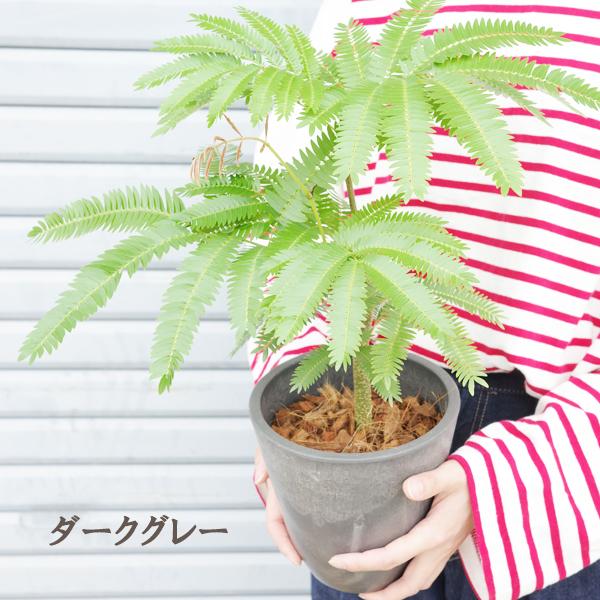 エバーフレッシュ 選べる鉢色 観葉植物 送料無料 小型 ミニ 本物