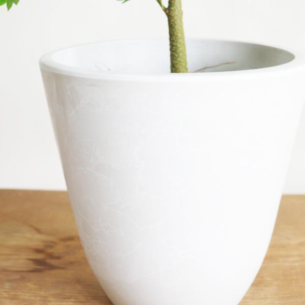 エバーフレッシュ 選べる鉢色 観葉植物 送料無料 小型 ミニ 本物