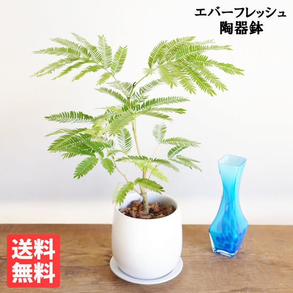 エバーフレッシュ ホワイト陶器鉢植え 観葉植物 送料無料 中型 本物