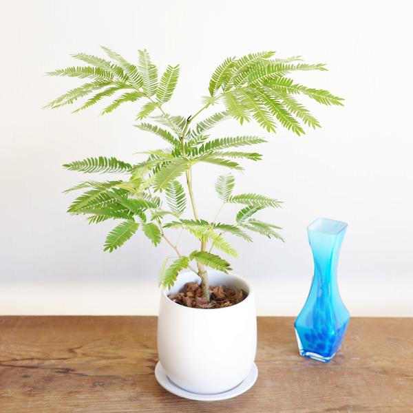 エバーフレッシュ ホワイト陶器鉢植え 観葉植物 送料無料 中型 本物