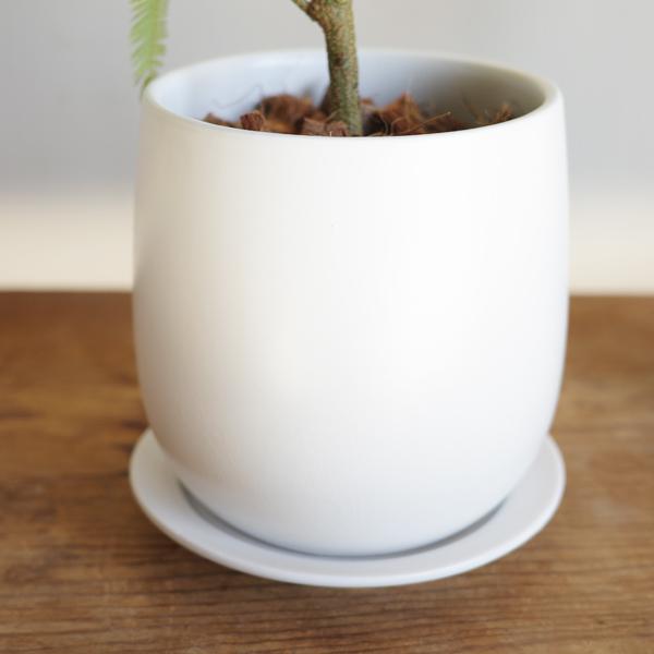 エバーフレッシュ ホワイト陶器鉢植え 観葉植物 送料無料 中型 本物