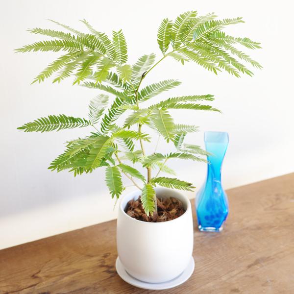 エバーフレッシュ ホワイト陶器鉢植え 観葉植物 送料無料 中型 本物